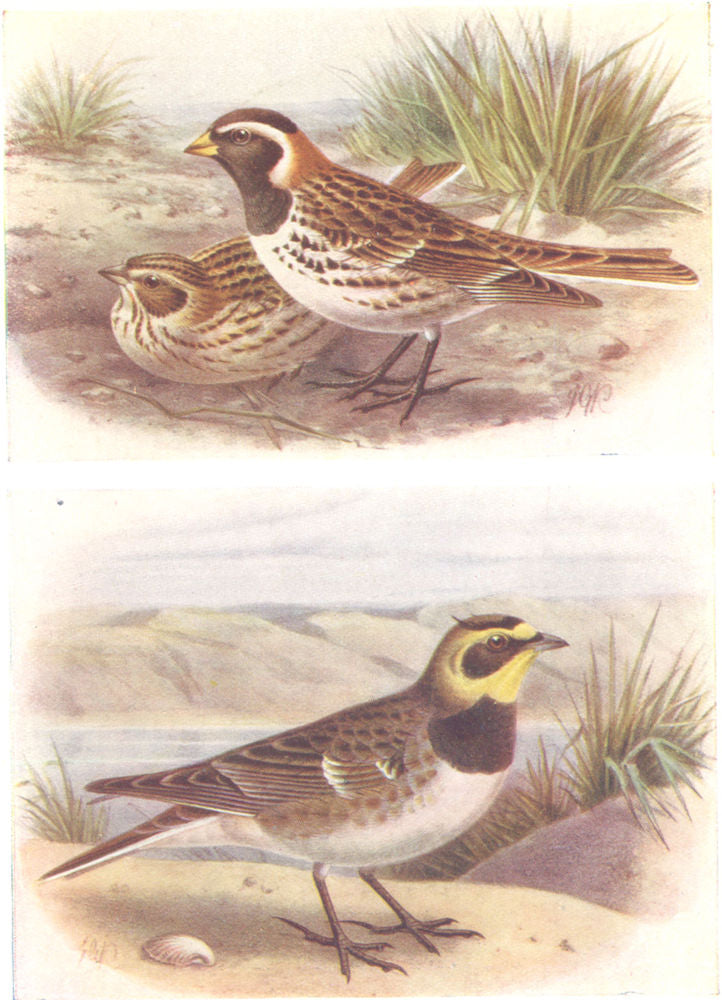BRITISH BIRDS. Lapland Bunting; Shore-Lark. THORBURN 1925 old vintage print